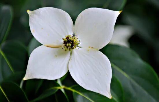 四照花～春有亮葉，夏花如蝶，秋有紅葉紅果，極具觀賞價值