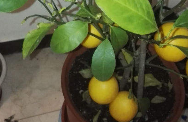 人養花三年,花養人一生,45年中醫愛養的花,堪稱植物“小藥箱” 人養花三年,花養人一生,45年中醫愛養的花,堪稱植物“小藥箱”