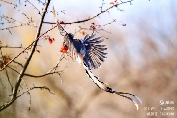 不為雞犬是戰狼，但看紅嘴藍鴉鵲
