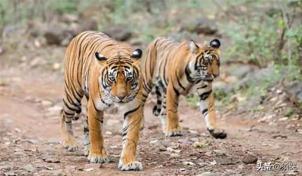 新疆虎是西亞虎的一個分支。新疆虎體型僅次於東北虎,你見過嗎 新疆虎是西亞虎的一個分支。新疆虎體型僅次於東北虎,你見過嗎
