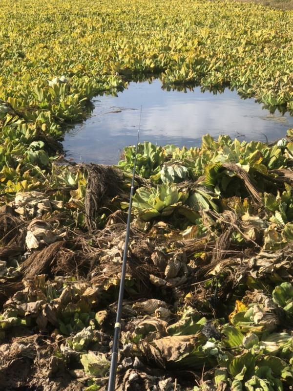 探索沼澤塘有驚無險,黃金小奶鯽齊上岸 探索沼澤塘有驚無險,黃金小奶鯽齊上岸