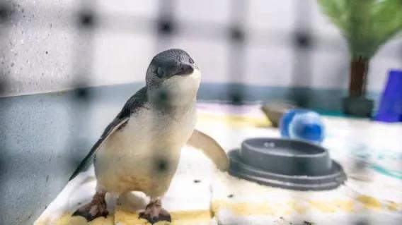 結局是這樣的：我們是如何將獨特的本土企鵝推向滅絕的