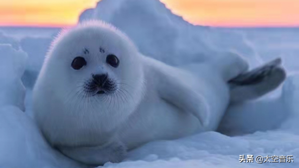 奇聞奇事：萬物皆有靈，來自動物的報恩更感人，看完值得深思