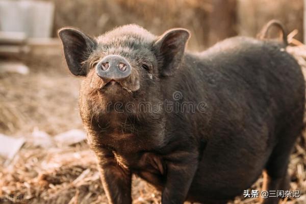 鄉情散文：過年殺豬。山東西部過年風俗