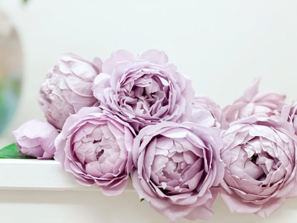 封閉陽臺也爆花!4個優秀案例,面積2.4m²-9m²,總有一個給你靈感 封閉陽臺也爆花!4個優秀案例,面積2.4m²-9m²,總有一個給你靈感