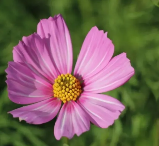 相對低調不會輕易展示自己的實力總是百折不撓迎難而上逆水行舟 相對低調不會輕易展示自己的實力總是百折不撓迎難而上逆水行舟