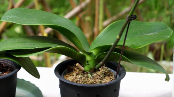 蝴蝶蘭爛葉又爛根,秋季這樣做,快速長新芽,春季就開花 蝴蝶蘭爛葉又爛根,秋季這樣做,快速長新芽,春季就開花