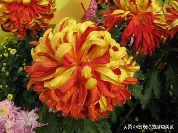 傲霜菊花奪人眼