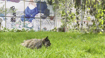 貓不可貌相 腿不可斗量 貓不可貌相 腿不可斗量