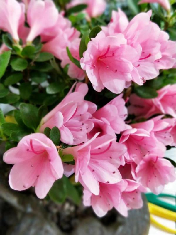 分享——杜鵑花