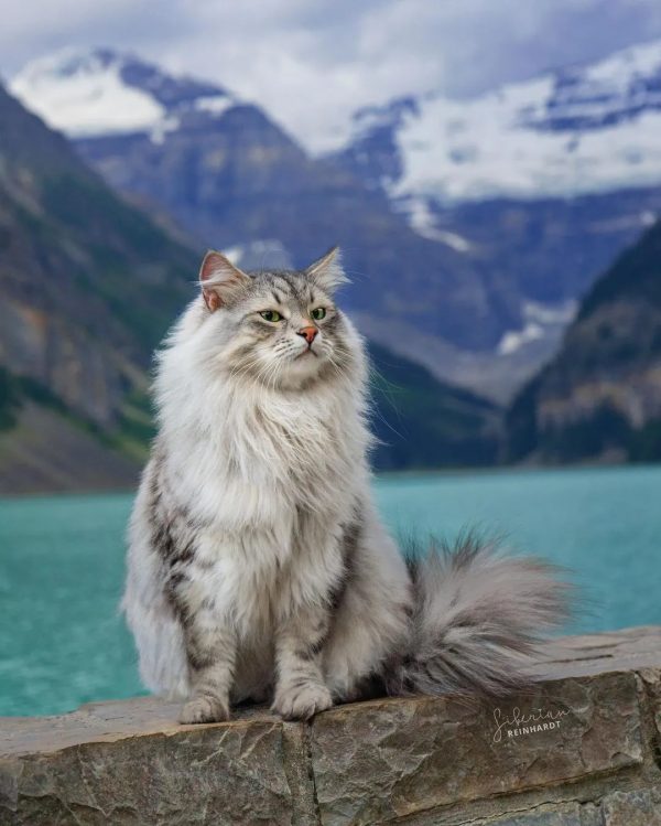 世界上只有兩種貓，俄羅斯的貓，和其他貓