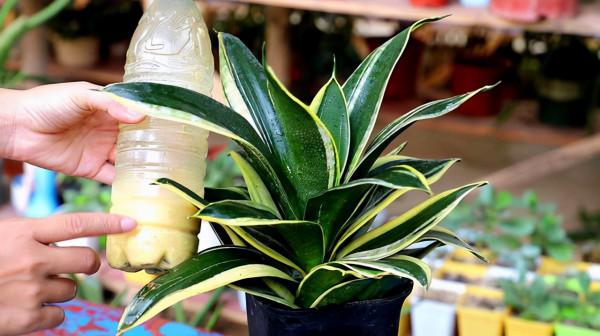 別隻用啤酒澆花了，配上4種“小藥片”，葉子更綠油，開花更多