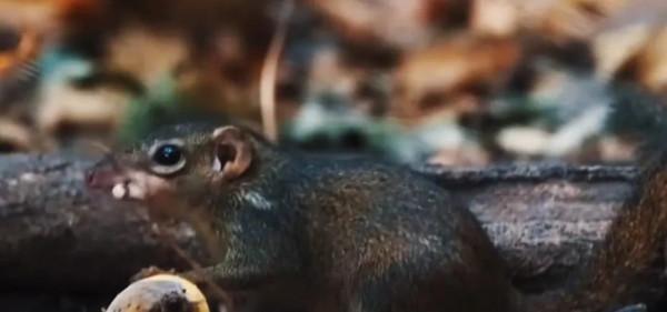 十萬大山重現樹鼠，遇到天敵就斷尾逃跑，誤食會釋放訊號告誡同伴