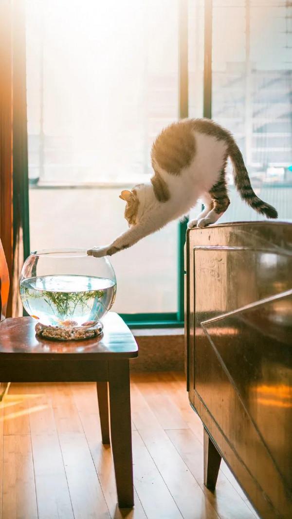 60多張有趣且可愛的貓看了讓人心情愉快