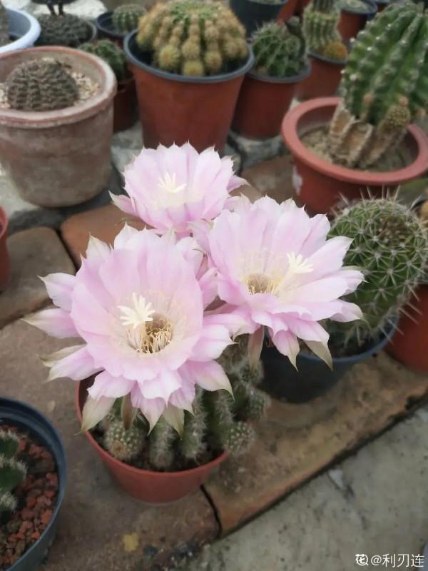 鮮豔多彩的彩草仙人球,開花特驚豔,像荷花一樣美 鮮豔多彩的彩草仙人球,開花特驚豔,像荷花一樣美