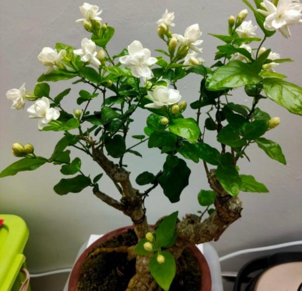 家裡養4種花,秋天給它“剪一剪”,花苞長更多 家裡養4種花,秋天給它“剪一剪”,花苞長更多