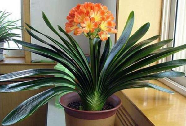 6種“吉祥花”，曬曬大太陽，紅紅火火開一冬，富貴滿屋子