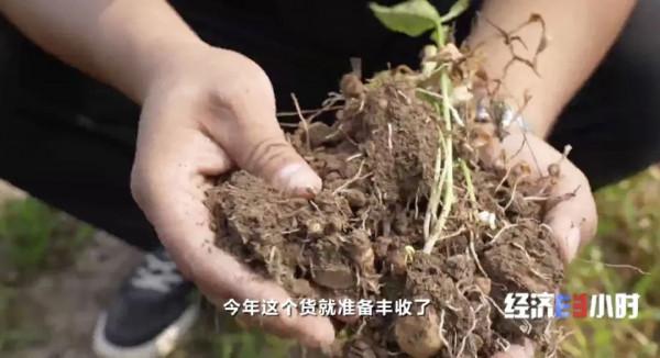 中藥材掀“漲價潮”!價格翻番!返鄉大學生回家“種藥”,年入超40萬元 中藥材掀“漲價潮”!價格翻番!返鄉大學生回家“種藥”,年入超40萬元