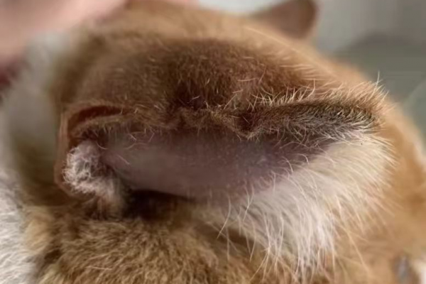 貓咪耳朵腫了，手術費用2000！我們應該怎麼避免疾病再次出現呢？