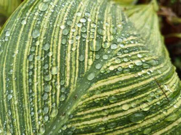 vivo S12 Pro評測：效能出眾，輕薄機身下的影像先鋒