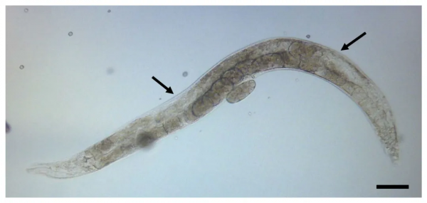 線蟲顯微注射如何操作？超詳細實驗步驟快來碼住