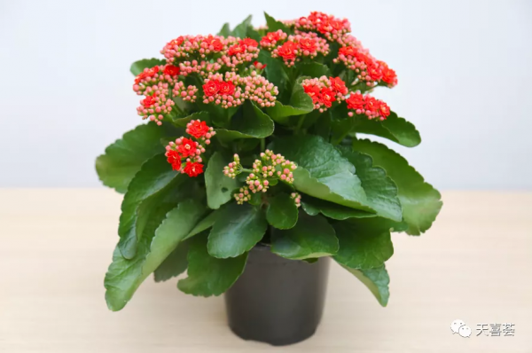 封閉陽臺養花，這幾種輕鬆爆盆