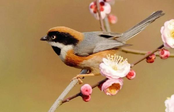 分享圖片&mdash;&mdash;美麗彩色小鳥集錦