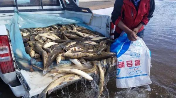 亂成漿糊!漁獲不足全國0.2%,外來魚肆虐,黃河10年禁漁這麼難? 亂成漿糊!漁獲不足全國0.2%,外來魚肆虐,黃河10年禁漁這麼難?