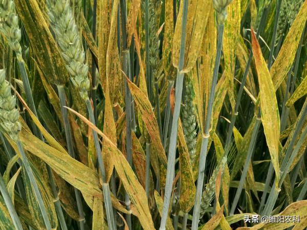 小麥條鏽病減產嚴重,購買種子時,就要注意這一點才能避免減產 小麥條鏽病減產嚴重,購買種子時,就要注意這一點才能避免減產