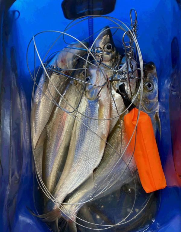 河裡翹嘴魚太多,小夥在網上凡爾賽稱很煩,結果第二天岸邊都是人 河裡翹嘴魚太多,小夥在網上凡爾賽稱很煩,結果第二天岸邊都是人