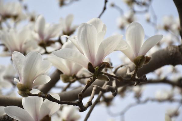 古言鎮妖塔裡的故事1:玉蘭花落 古言鎮妖塔裡的故事1:玉蘭花落