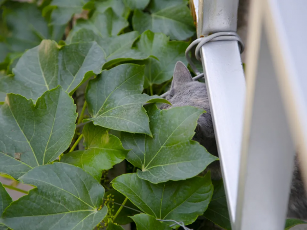 小貓咪“防曬”的奇葩開啟方式合集 小貓咪“防曬”的奇葩開啟方式合集