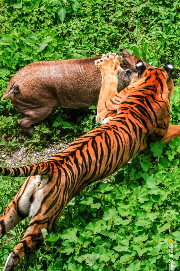 &quot&semi;meng&quot&semi;虎出山，虎年新春帶你看老虎的前世今生