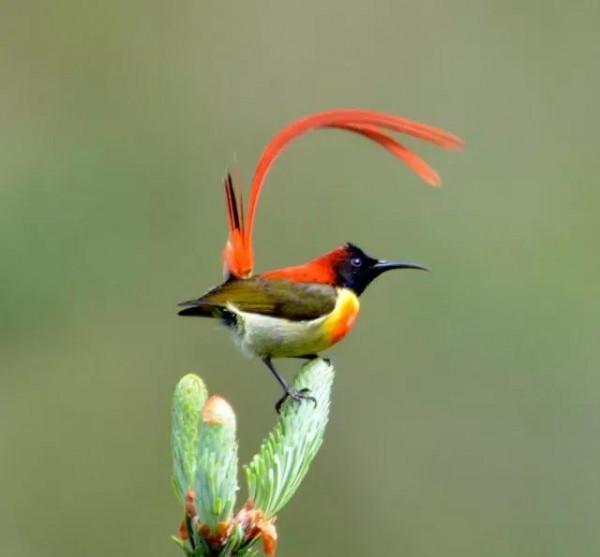 分享圖片,色彩斑斕,美麗無比的太陽鳥 分享圖片,色彩斑斕,美麗無比的太陽鳥
