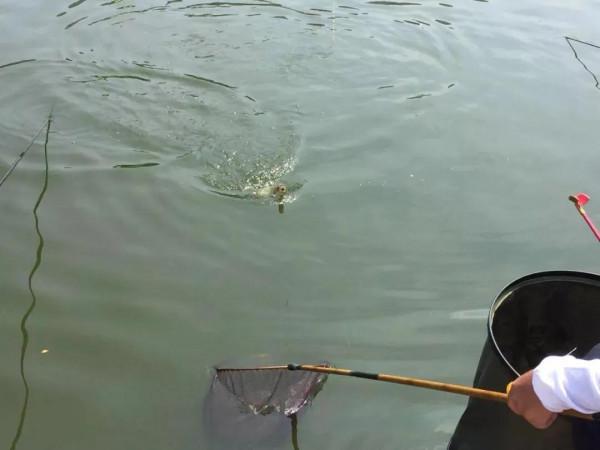 秋季散步，觀賞釣魚人