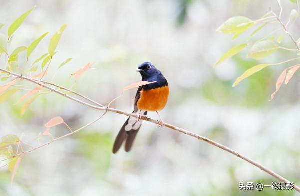 樂不思蜀的候鳥——白腰鵲鴝