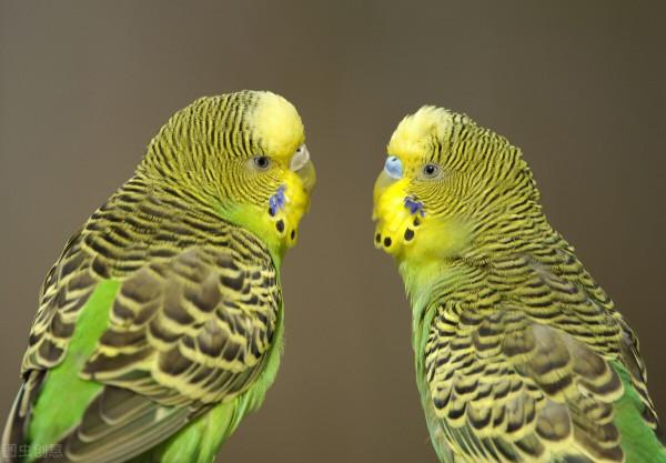 養寵日記：虎皮鸚鵡，怎麼養