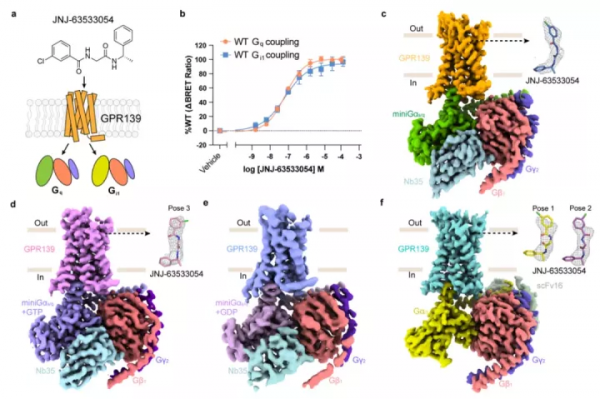 腦科學日報：星形膠質細胞可調節有髓軸突的興奮性和傳導速度