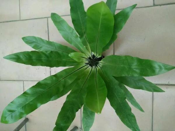 衛生間放3種花，喜溼耐陰，清新優雅，有香氣除異味