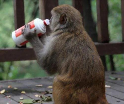猿猴造酒，猴子與酒的關聯非淺。猿猴不僅嗜酒，還會造酒