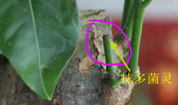 發財樹需要修剪嗎?修剪前需要做什麼準備工作,剪完以後怎麼保養 發財樹需要修剪嗎?修剪前需要做什麼準備工作,剪完以後怎麼保養