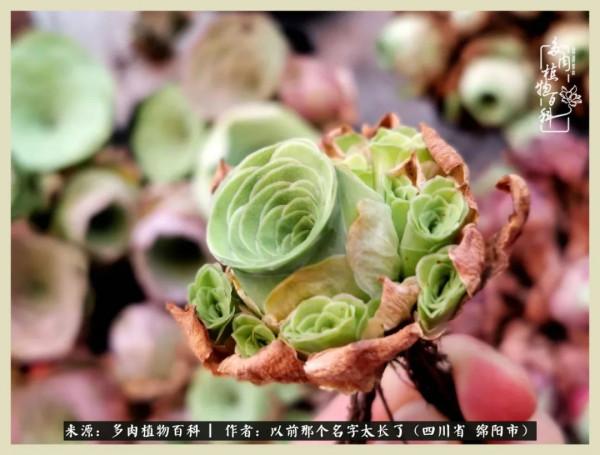 我只在乎你!以愛之名種下玫瑰一片 我只在乎你!以愛之名種下玫瑰一片