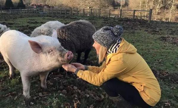 為了自由，勇敢小豬從高速行駛卡車上一躍而跳，被救後改變了主人