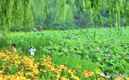 北京夏日你最想和誰一起賞荷 北京夏日你最想和誰一起賞荷
