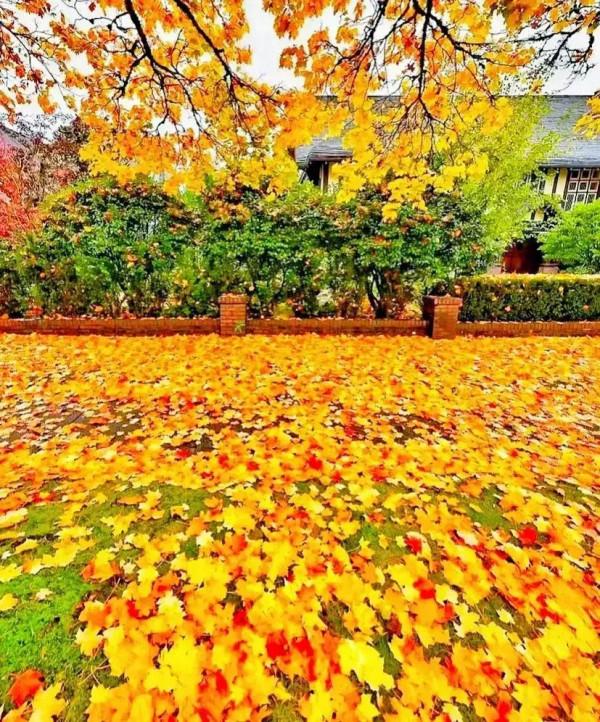 最美的五彩楓葉 最美的五彩楓葉