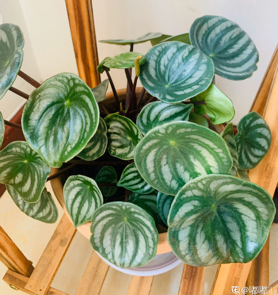 西瓜皮椒草暗淡無光,掌握這5步養護,家裡也能賞“西瓜” 西瓜皮椒草暗淡無光,掌握這5步養護,家裡也能賞“西瓜”