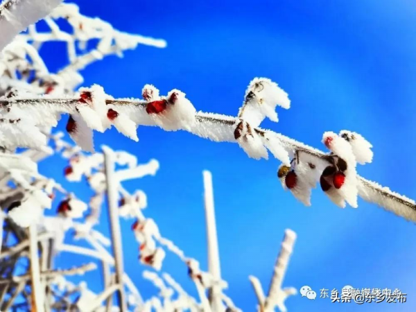 冬日雪景 感“霧”東鄉