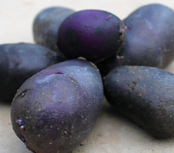 黑土豆:價格是普通土豆的5-6倍,農戶正“積極擴種” 黑土豆:價格是普通土豆的5-6倍,農戶正“積極擴種”