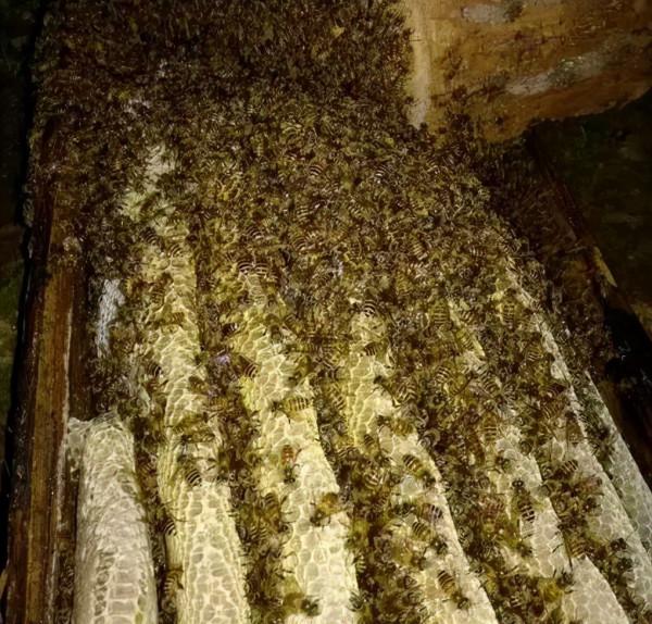 你的蜂總養不好為什麼?蜂脾關係是主因 你的蜂總養不好為什麼?蜂脾關係是主因