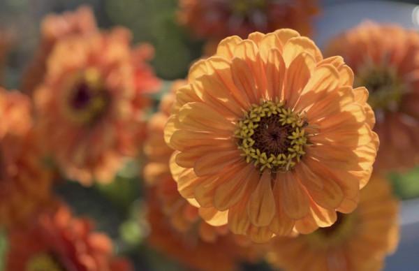 20種充滿活力的橙黃色花卉,來為你的生活注入快樂吧 20種充滿活力的橙黃色花卉,來為你的生活注入快樂吧